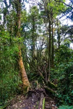 Mossy Forest Stock Photos