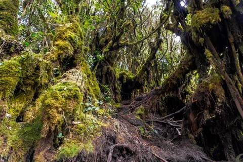 Mossy Forest Stock Photos