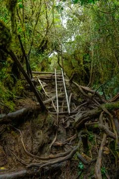 Mossy Forest Stock Photos