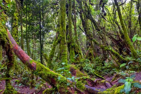 Mossy Forest Stock Photos
