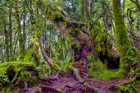 Mossy Forest Stock Photos