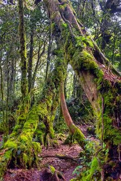 Mossy Forest Stock Photos