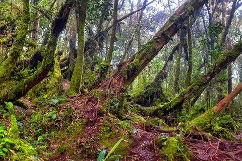 Mossy Forest Stock Photos
