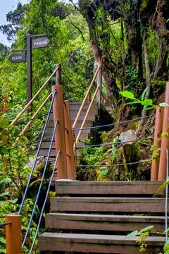 Mossy Forest Stock Photos