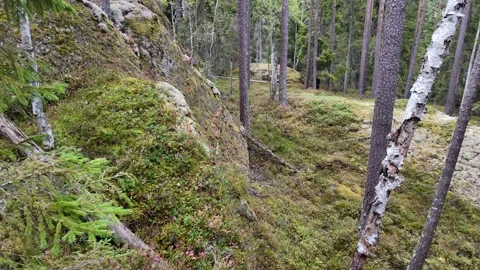 Mossy Forest Slope with Birch Tree and Exposed Granite in Sweden Vidéo 347681867