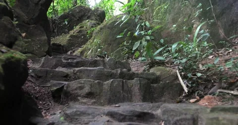 Mossy Forest Stairway 4K Video stock 340538612