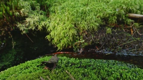 Mossy Forest Stream in Dense Vegetation Video stock 330866675