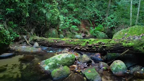 Mossy Forest Stream with Fallen Log and Bracket Fungi in Atlantic Forest Vídeos de archivo 334617510