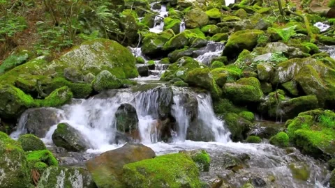 Mossy Forest Stream Flowing Over Rocks Stock Footage 327193342