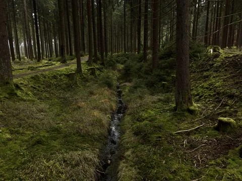 Mossy Forest Stream in Saxony Stock Photos