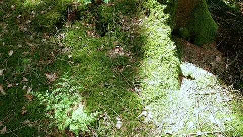 Mossy forest tilting from the roots to the trunk of a tree Stock Footage 109115495