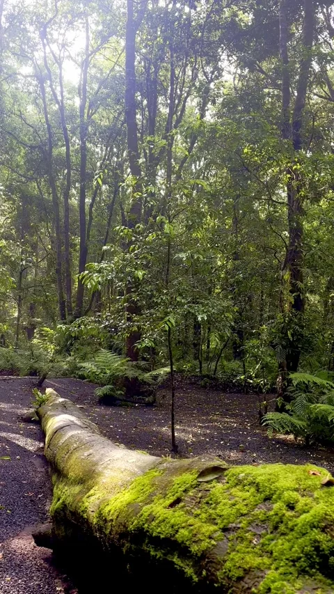 Mossy forest trail with fallen log and sunlight Video stock 335431256