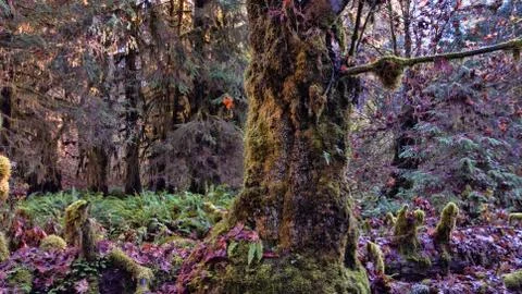 Mossy Forest Tree Stock-Fotos