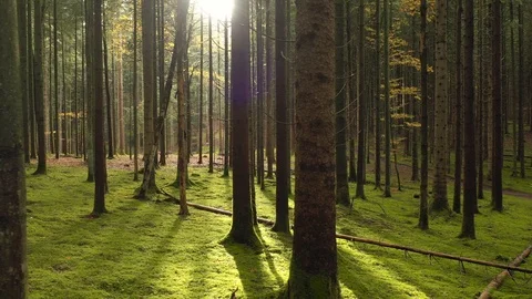 Mossy forest trees in motion 動画素材 125394006