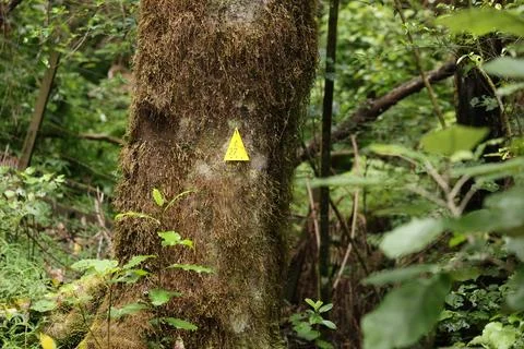 Mossy Forest Trunk Featuring Yellow Triangle Marker Stock-Fotos