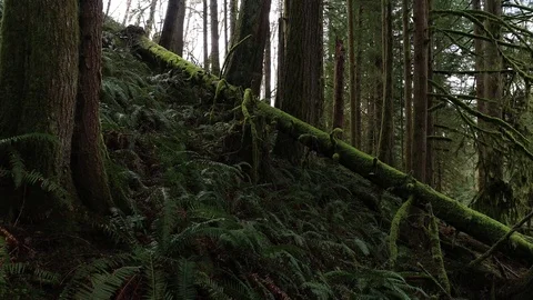 Mossy Forest Valley Stock Footage