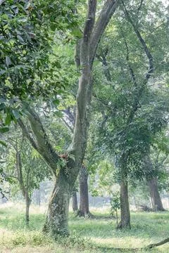 Mossy Forked Tree for Epiphyte Ecology Concepts Stock Photos