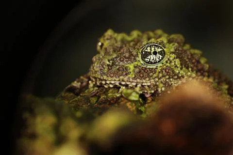 Mossy frog (Theloderma corticale), frog in the nature habitat, Vietnam. Widli Stock Photos