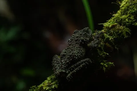 Mossy frog Theloderma corticale, frog in the nature habitat, Vietnam. Widli.. Stock Photos