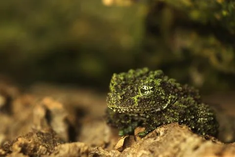 Mossy frog (Theloderma corticale), frog in the nature habitat, Vietnam. Widli Stock Photos