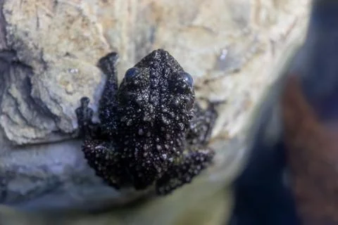 Mossy Frog Theloderma Corticale On Rock Fotos de archivo
