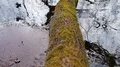 Mossy gnarly bent leafless tree tilt up at moor lake shore in early spring 4k or 4k+ Resolution