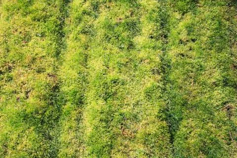 Mossy grass Stock Photos