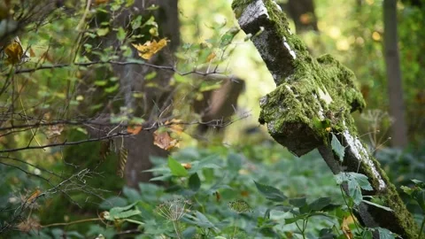 Mossy Grave Cross On Windy Morning In Forbidden Cemetery Stock Footage