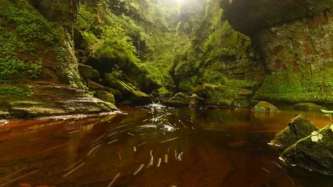 Mossy green forest gorge Stockbeeldmateriaal 70616628