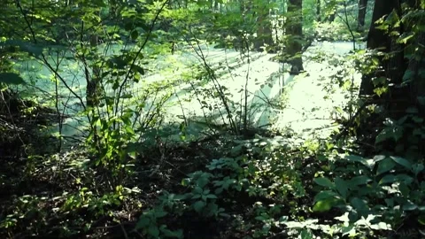 Mossy Green Pond in Magical Forest Stock Footage