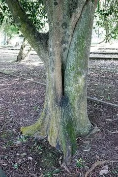 Mossy Green Tree Trunk with a Unique Natural Form Stock Photos