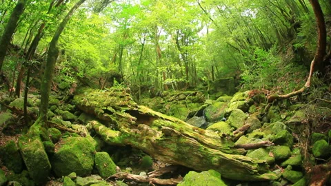 Mossy Green Wilderness Видео 330445987