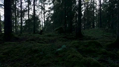 Mossy ground, pine cones, dark coniferous forest Stock Footage 344506556