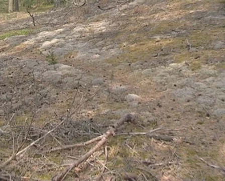 Mossy ground in a pine forest and old pine trunks.  Stock Footage 8970690