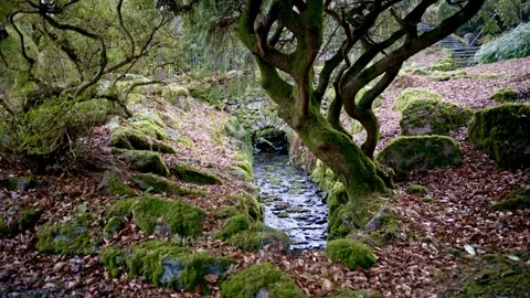 Mossy Highland Burn Flowing Beneath Twisted Trees in Loch Cluanie Scotland Stock Footage 346921692