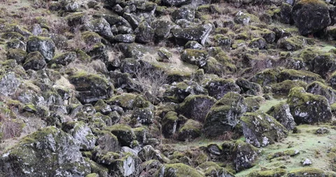 Mossy on the Hill Stone Vídeo Stock 335508576