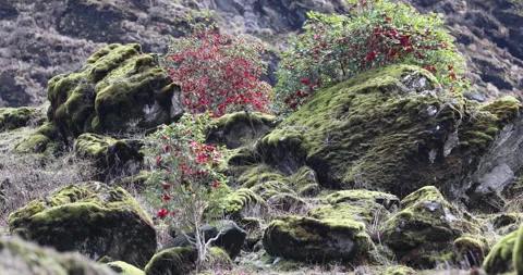 Mossy on the Hill Stone Vídeo Stock 335516675