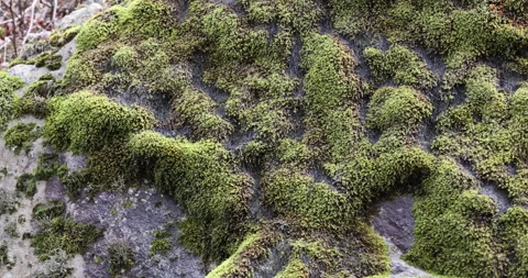 Mossy on the Hill Stone Stockbeeldmateriaal 335518332