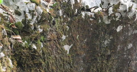 Mossy on the Hill Stone Stockbeeldmateriaal 335618884
