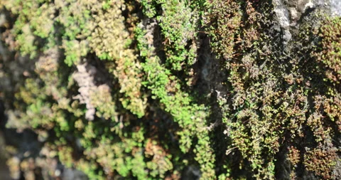 Mossy on the Hill Stone Vidéo 335619161