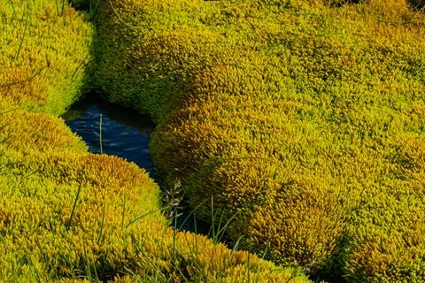 Mossy landscape with a small stream Stock Photos