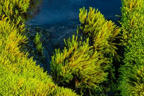 Mossy landscape with a small stream Stock Photos