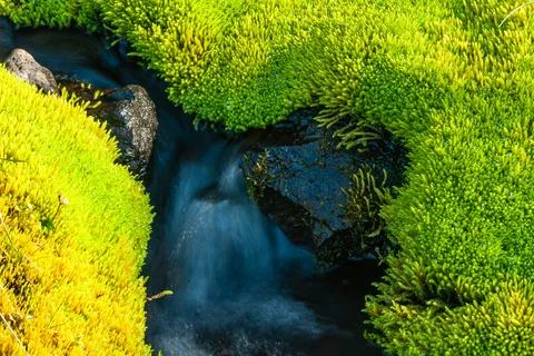 Mossy landscape with a small stream Stock Photos
