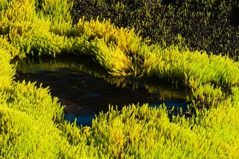 Mossy landscape with a small stream Stock Photos
