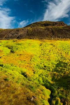 Mossy landscape with a small stream Stock Photos