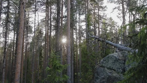 A mossy, large boulder in a coniferous forest. Magical landscape Video stock 122739679