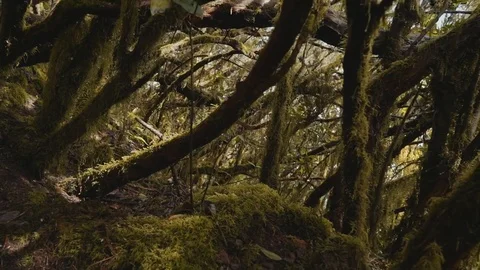 Mossy laurel forest Stock Footage 81465676