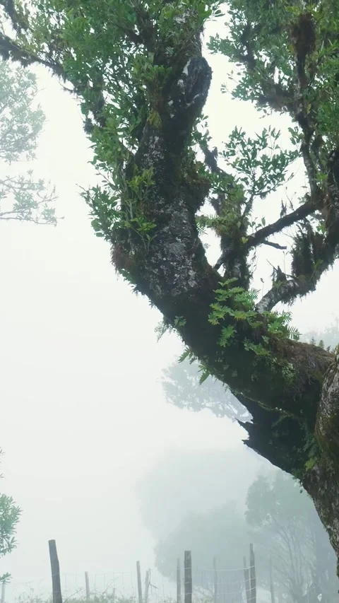 Mossy laurel trees emerging from dense fog in madeira island Stock Footage 334438626