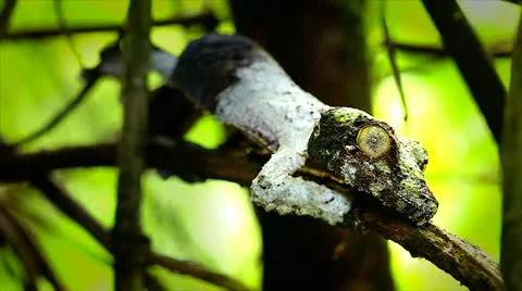 Mossy Leaf-tail Gecko in Madagascar. Stock Footage 21298349