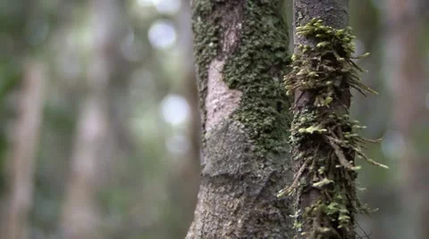 Mossy Leaf-tailed Gecko sit camouflaged on rainforest stem during the day Stock Footage 54205689